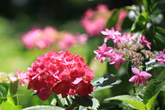 三室戸寺庭園の紫陽花