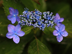 雨の日の紫陽花9