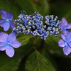 雨の日の紫陽花9