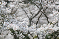 桜のゆりかご