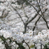 桜のゆりかご