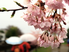 雨の河津桜1