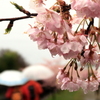 雨の河津桜1