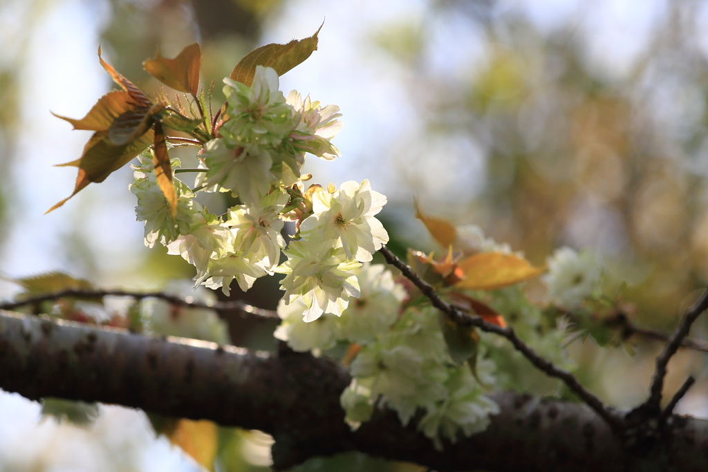 御衣黄(ギョイコウ)桜5