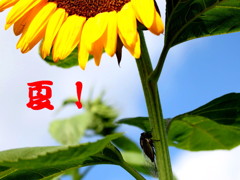 夏