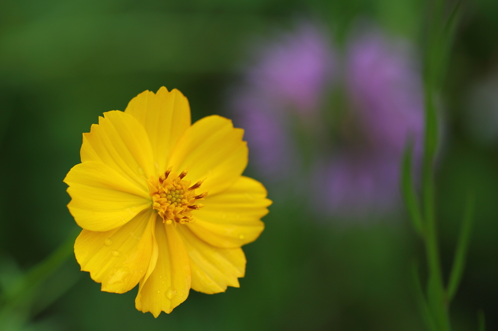 道端の花
