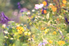 お花畑