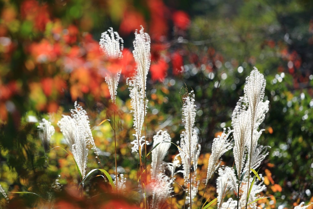 シルバーグレー