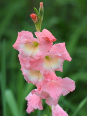 道端の華