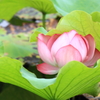 蓮1
