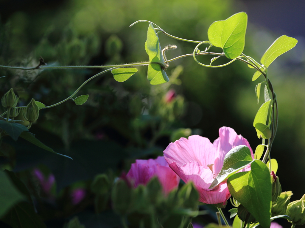 野に咲くフヨウの花
