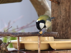 シジュウカラ