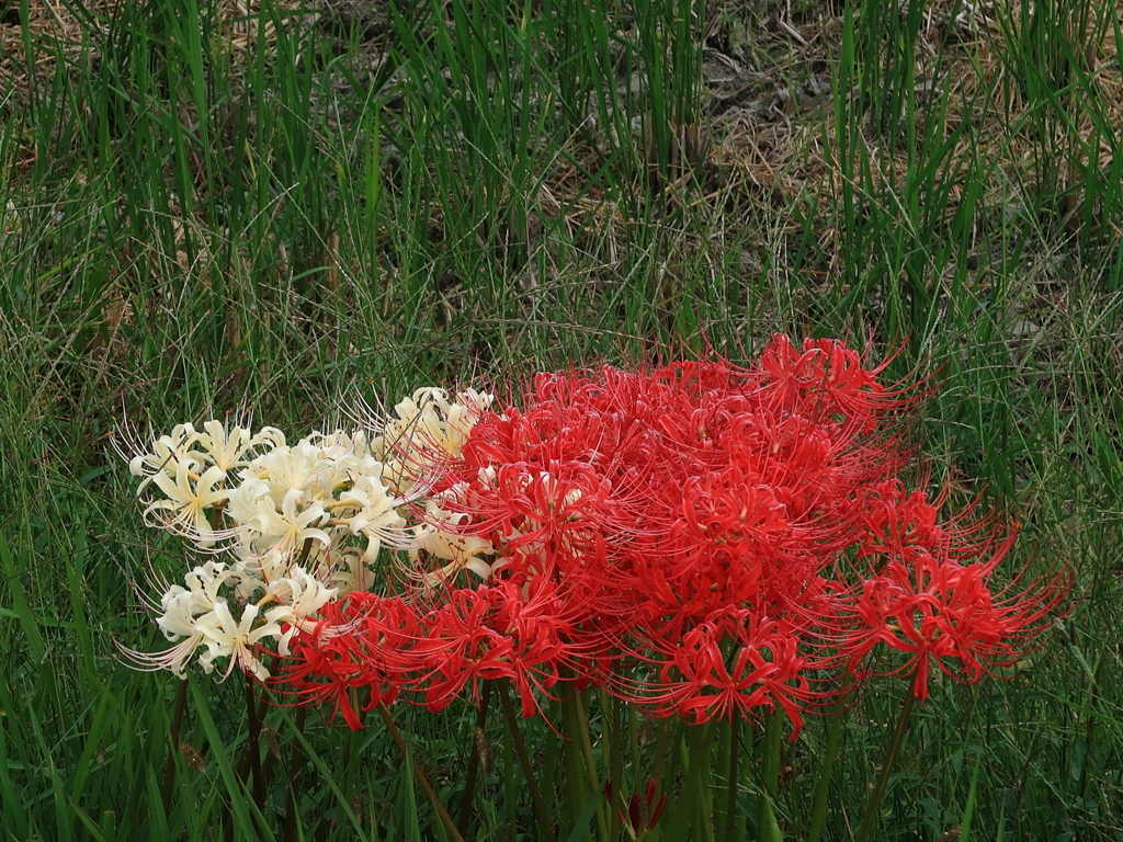 紅白の彼岸花