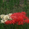 紅白の彼岸花