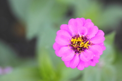 道端の花