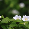 シロヤマブキ