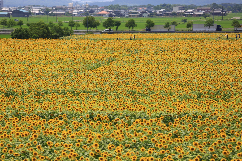 ひまわり畑2