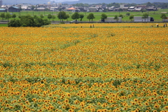 ひまわり畑2