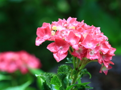 雨の日の紫陽花4
