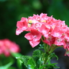 雨の日の紫陽花4