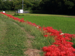 彼岸花2