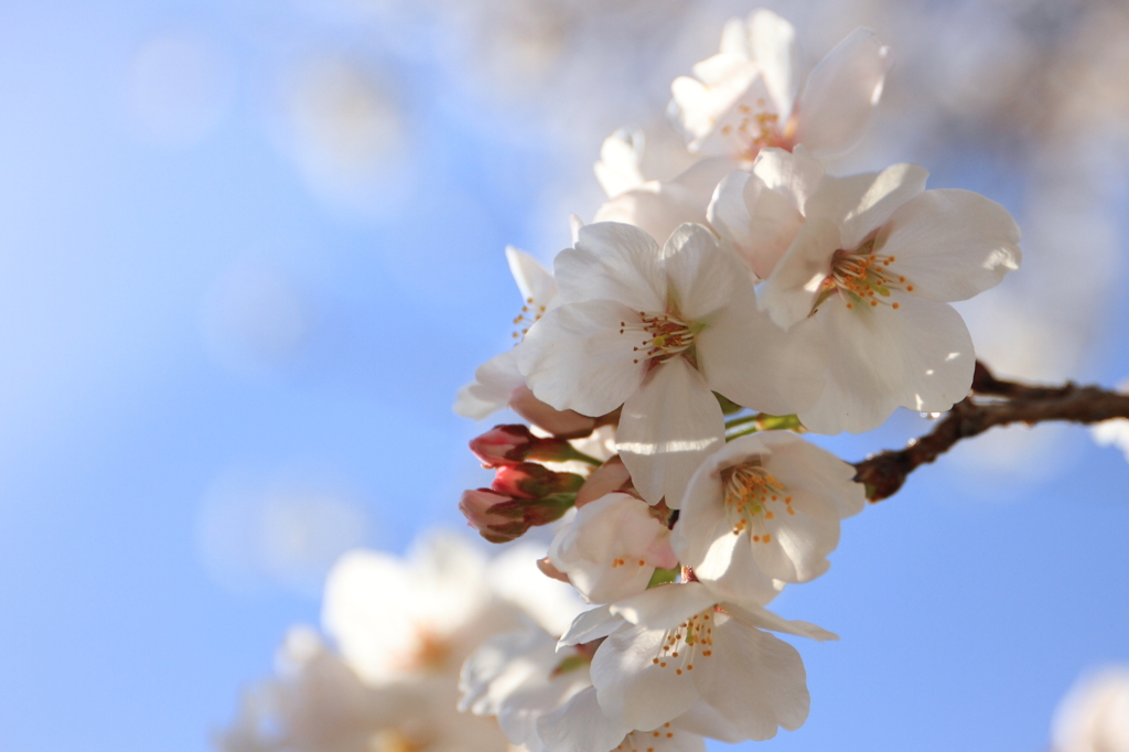 桜2