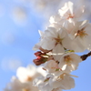 桜2