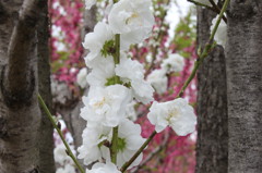 桃