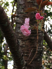 八重桜3