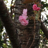八重桜3