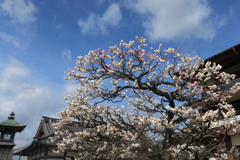 紅白咲き分け梅