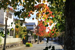 晩秋の街路樹1