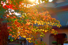 秋色の街路樹