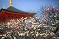 中山寺の紅白梅