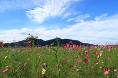 亀岡・夢コスモス園1