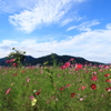 亀岡・夢コスモス園1