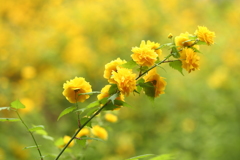 松尾大社のヤマブキ3