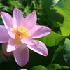蓮の花
