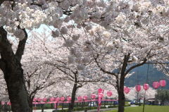 桜まつり4