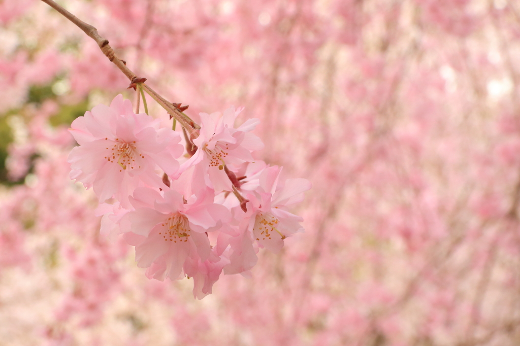 桜3