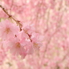 桜3