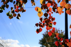 晩秋の街路樹2