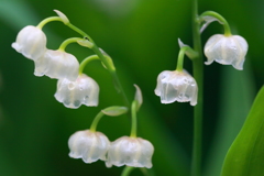 雨上がりのスズラン1