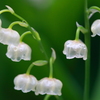 雨上がりのスズラン1