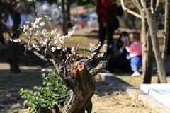 中山寺梅林3