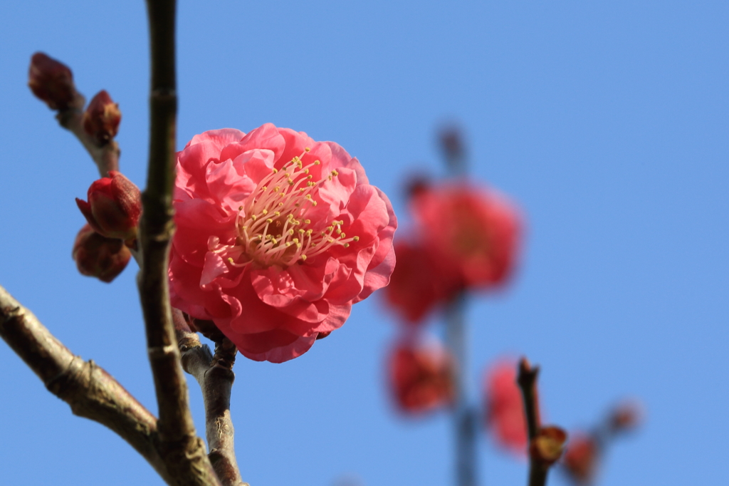 紅梅2