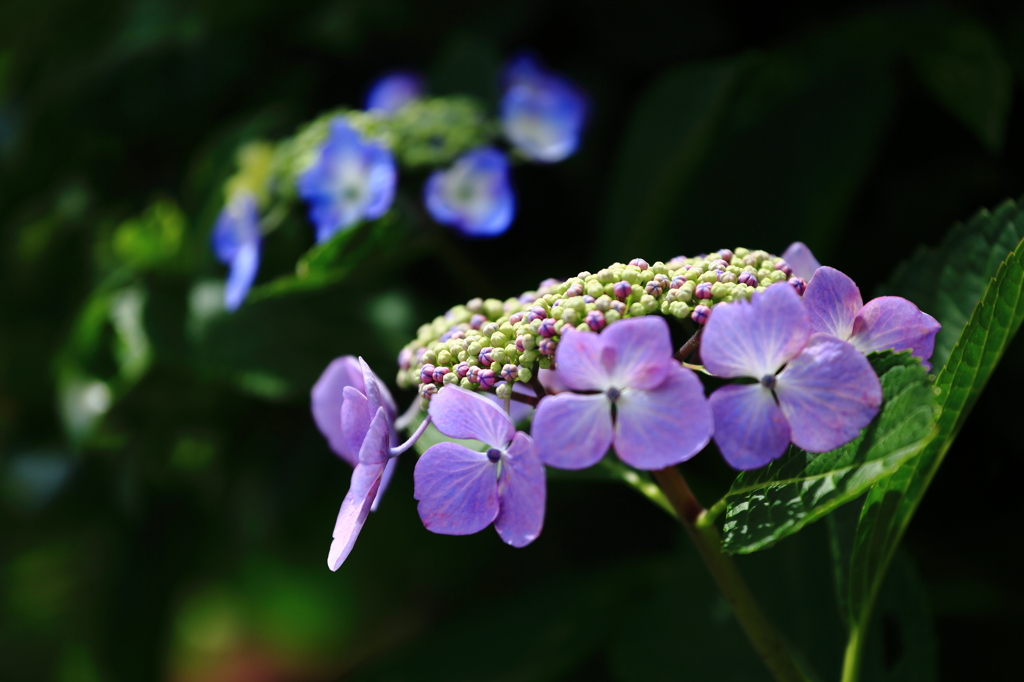 紫陽花