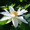 蓮の花1