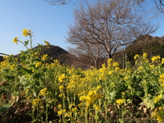 道端の菜の花1