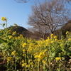 道端の菜の花1